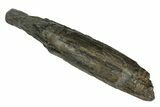 Fossil Pygmy Sperm Whale (Kogiopsis) Tooth - South Carolina #176176-1